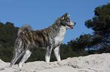 AKITA INU 321